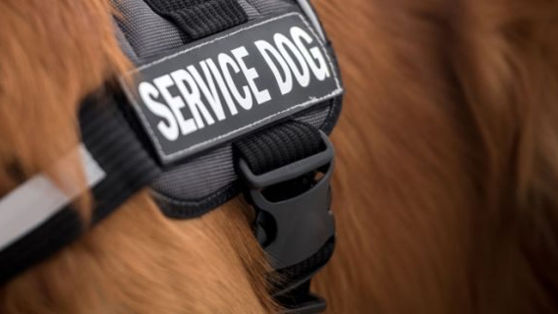 service-dog